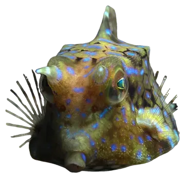 Thornback Cowfish, fotografiert auf transparentem Hintergrund