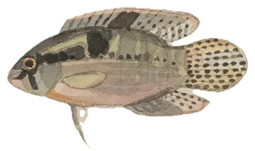 Thayeri Cichlid، صورة على خلفية شفافة