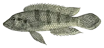 Lamprologus congoensis, saydam zeminde fotoğraf