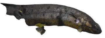 South American lungfish, saydam zeminde fotoğraf