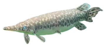 Spotted Gar, fotografiert auf transparentem Hintergrund