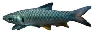 Hoven's Carp, saydam zeminde fotoğraf