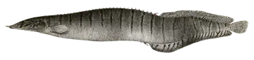 Zebra Spiny Eel، صورة على خلفية شفافة