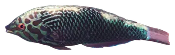 Black Leopard Wrasse, photographed on a transparent background