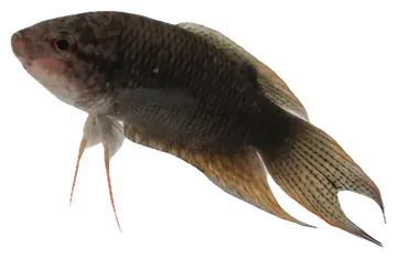 Black Paradisefish, fotografiado sobre fondo transparente