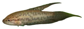 Spotted Gourami, photographed on a transparent background