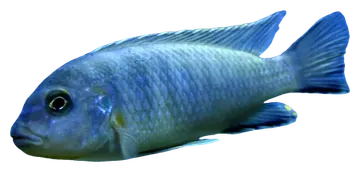 Zebra Mbuna, photographed on a transparent background