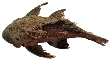 Megalancistrus parananus, fotografiert auf transparentem Hintergrund