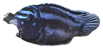 Blue Johanni Cichlid، صورة على خلفية شفافة