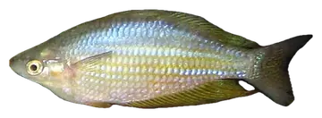 Eastern Rainbowfish, fotografiert auf transparentem Hintergrund