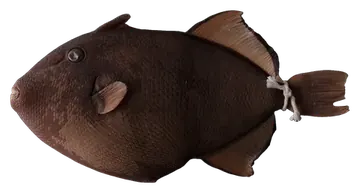 Pinktail Triggerfish, fotografiert auf transparentem Hintergrund