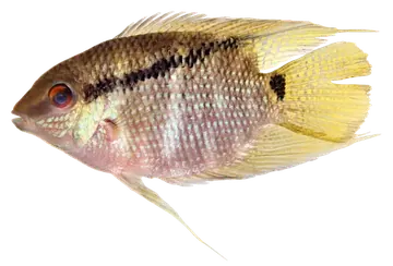Flag Cichlid، صورة على خلفية شفافة