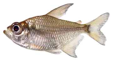Glass Tetra, saydam zeminde fotoğraf