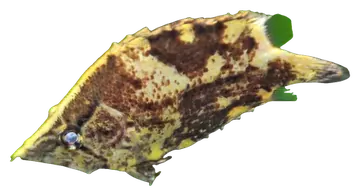 Amazon Leaffish، صورة على خلفية شفافة