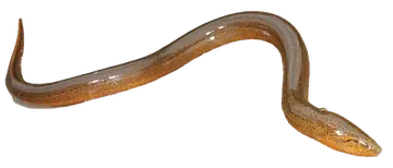 Asian Swamp Eel, photographed on a transparent background