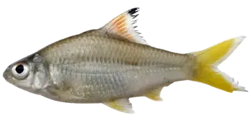 Mystacoleucus argenteus, saydam zeminde fotoğraf