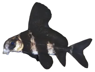 Chinese High-fin Banded Shark, fotografiert auf transparentem Hintergrund
