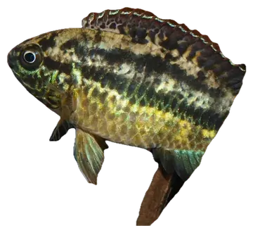 Goldeneye Cichlid، صورة على خلفية شفافة