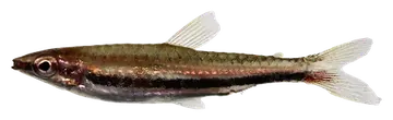 Nannostomus marilynae، صورة على خلفية شفافة