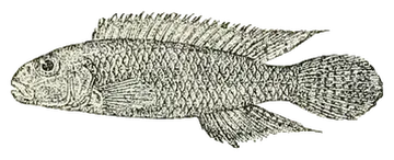 Congo Dwarf Cichlid, fotografiert auf transparentem Hintergrund