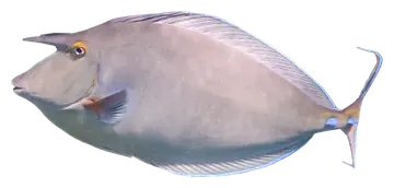 Bluespine Unicornfish, fotografiert auf transparentem Hintergrund