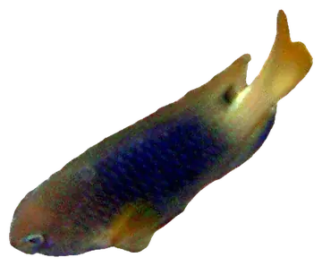 Indo-Pacific Yellowtail Damsel، صورة على خلفية شفافة