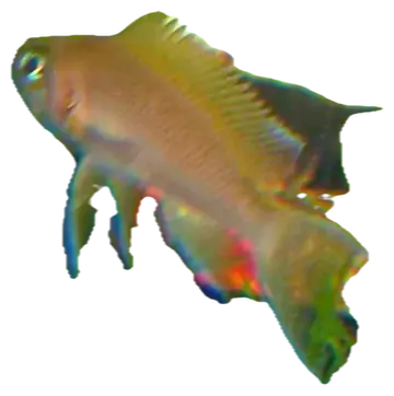 Daffodil Cichlid, fotografiert auf transparentem Hintergrund