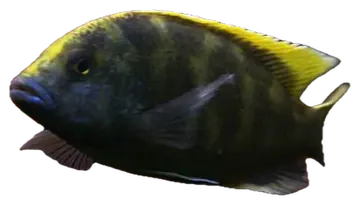 Giraffe Cichlid, fotografiert auf transparentem Hintergrund