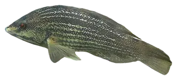 Green Wrasse, fotografiert auf transparentem Hintergrund