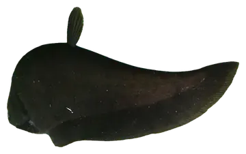 Clown Knifefish, photographed on a transparent background
