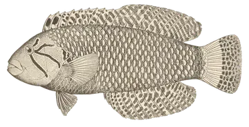 Rockmover Wrasse، صورة على خلفية شفافة
