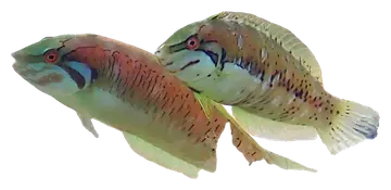 Seagrass Wrasse، صورة على خلفية شفافة