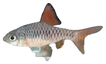 Checkered Barb, fotografiert auf transparentem Hintergrund