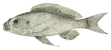 Ophthalmotilapia boops، صورة على خلفية شفافة