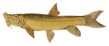 Opsarius ornatus, fotografiado sobre fondo transparente