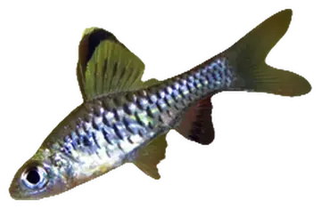 Oreichthys cosuatis, photographed on a transparent background