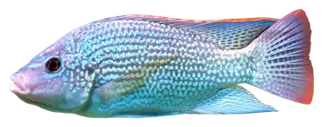 Tanganyikan Tilapia، صورة على خلفية شفافة