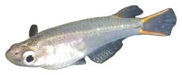 Oryzias mekongensis, fotografiert auf transparentem Hintergrund