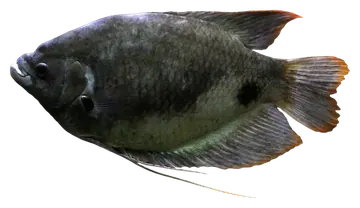 Giant Red Tail Gourami, photographed on a transparent background