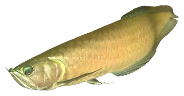 Silver Arowana، صورة على خلفية شفافة