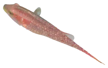 Twospot Wrasse, gefotografeerd op een transparante achtergrond