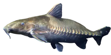 ripsaw catfish، صورة على خلفية شفافة