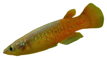 powder-blue panchax, photographed on a transparent background