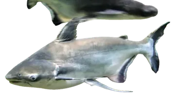 Giant Pangasius, fotografiert auf transparentem Hintergrund