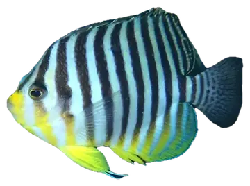 Barred Angelfish, photographed on a transparent background