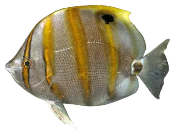 Ocellate Butterflyfish, fotografiert auf transparentem Hintergrund