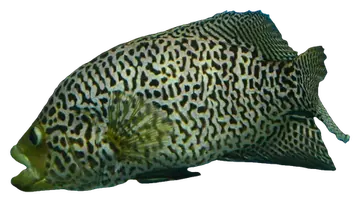 Jaguar Guapote, gefotografeerd op een transparante achtergrond