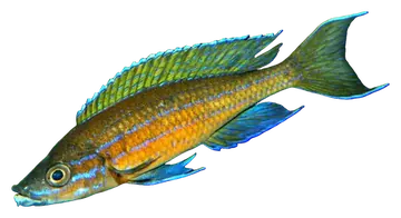 Blue neon cichlid, photographed on a transparent background