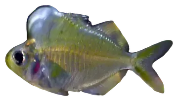 Humphead Glassfish, fotografiert auf transparentem Hintergrund