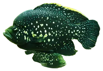 Marakely Cichlid، صورة على خلفية شفافة